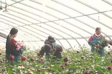 科技賦能“鮮花經(jīng)濟”花開更“艷” 百姓在繁花美景中迎接新的一年