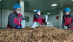 2025年甘肅中藥材出口額超8500萬元