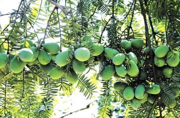 三十年攻堅(jiān)做強(qiáng)香榧產(chǎn)業(yè) 帶動山區(qū)百姓增收致富