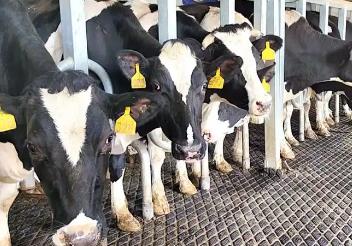 中國乳用種公牛2025年第三次遺傳評估結(jié)果發(fā)布