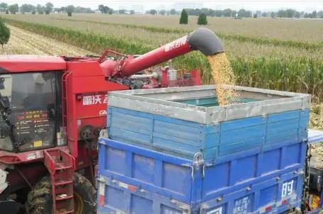 從趴地菠菜到豫農(nóng)優(yōu)品 河南如何耕好農(nóng)業(yè)強(qiáng)省“三塊田”