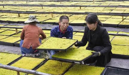 去年人均可支配收入突破4.5萬元 農(nóng)民增收，浙江為何能？