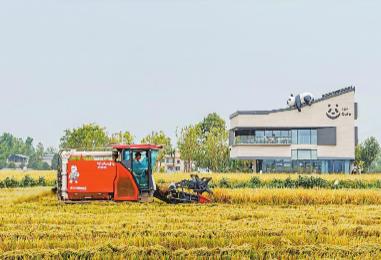 鍛長板、補(bǔ)短板、育新板　今年四川“三農(nóng)”工作劃重點(diǎn)