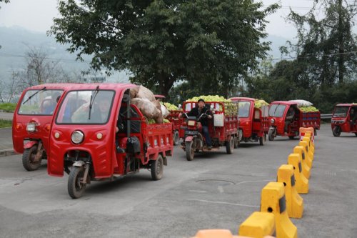 涪陵榨菜“訂單+服務(wù)”賦能，扎實(shí)推進(jìn)青菜頭收購高效有序開展