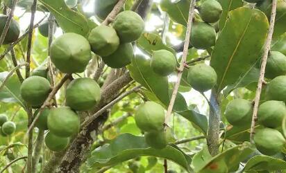 從“收一土鍋”到富民興邊 云南臨滄鎮(zhèn)康縣澳洲堅(jiān)果走上蛻變路