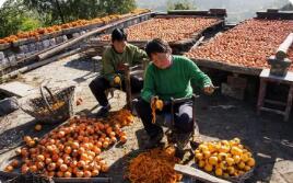 河南滎陽柿子產(chǎn)業(yè)書寫鄉(xiāng)村振興『甜蜜』新篇章