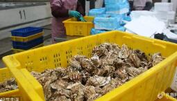 “中國牡蠣之鄉(xiāng)”產值突破百億 稅務合規(guī)同步提升