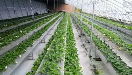 甘肅隴西：東西部協(xié)作推動(dòng)設(shè)施農(nóng)業(yè)發(fā)展