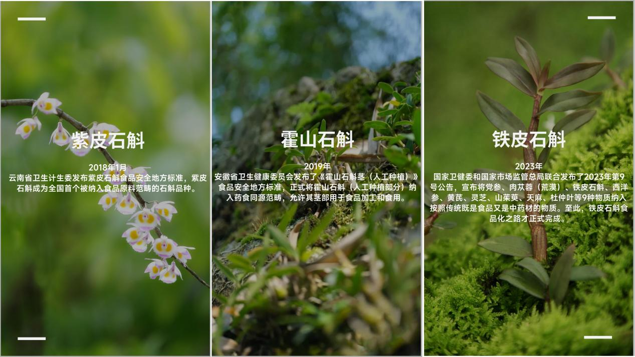 情人節(jié)送禮：紫皮石斛、霍山石斛、鐵皮石斛怎么選？