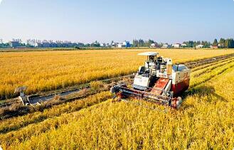 中央財辦、中央農(nóng)辦有關(guān)負責(zé)人解讀中央一號文件 “糧食安全這根弦必須始終繃緊”