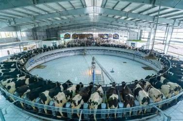 持續(xù)鞏固內(nèi)蒙古“中國奶罐”優(yōu)勢地位