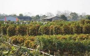 年桔熱銷正當時，廣州“年桔之鄉(xiāng)”為何停辦“豐收節(jié)”？