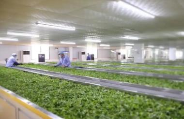 扎根產(chǎn)區(qū)，鏈接新消費(fèi)：廣東茶的產(chǎn)業(yè)躍遷