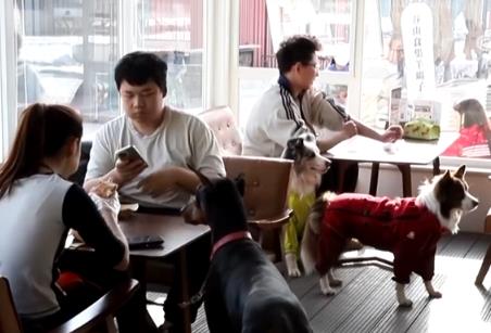 透過“科技旅拍”“電子年貨”“冰雪+寵物”解鎖春節(jié)消費新亮點