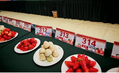 小草莓孕育出富民大產(chǎn)業(yè)