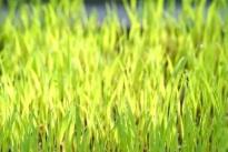 看！春耕里的新質(zhì)生產(chǎn)力