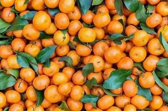 砂糖橘為何能“統(tǒng)治”春節(jié)？