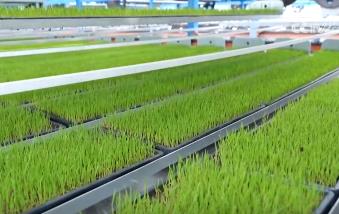 各地積極開(kāi)展春耕春管工作 希望的田野上“苗”繪多彩春景圖