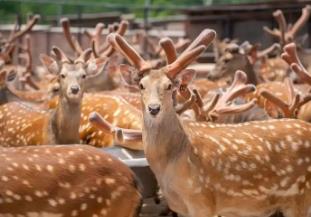 從“皇家鹿苑”到百億產(chǎn)業(yè)鏈 中國梅花鹿之鄉(xiāng)吸引上市公司搶灘