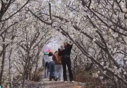 又是一年賞花季 邂逅春日浪漫 “賞花+”為農(nóng)文旅消費“增香添彩”