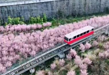 各地以“花”為媒點亮“美麗經(jīng)濟” 春日“顏值”加速轉化為文旅“價值”