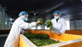 云南鳳慶縣推動滇紅茶產(chǎn)業(yè)全鏈條發(fā)展