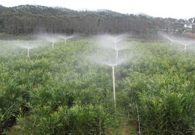 2026年綠美廣東生態(tài)建設(shè)苗木生產(chǎn)儲(chǔ)備總量超2億株