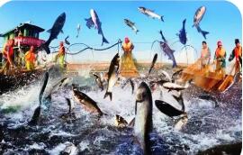 湖北淡水產品總量連續(xù)30年居全國第一