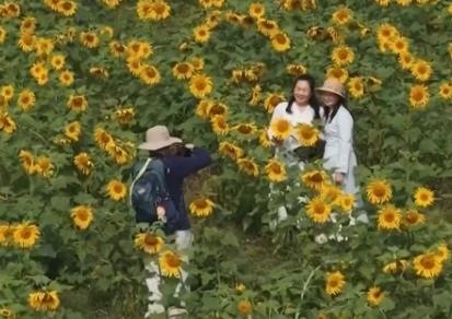 春花綻放帶旺鄉(xiāng)村游 花?！邦佒怠弊兾穆谩爱a(chǎn)值”點(diǎn)亮“春日經(jīng)濟(jì)”