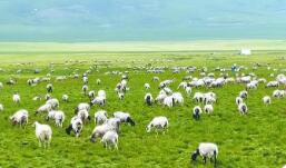 青海省海西州：讓高原特色農(nóng)畜產(chǎn)品走向“全國(guó)全球”