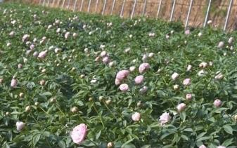 “好顏值”轉(zhuǎn)化為“好價值” “花卉+”豐富“賞花經(jīng)濟”新業(yè)態(tài)釋放新活力