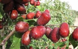 讓戈壁荒灘變身紅色果園——豫疆?dāng)y手以棗為媒鋪就鄉(xiāng)村致富路