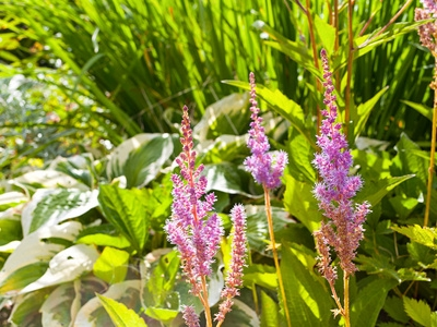 復(fù)方刺五加顆粒：源自天然草本的健康守護(hù)