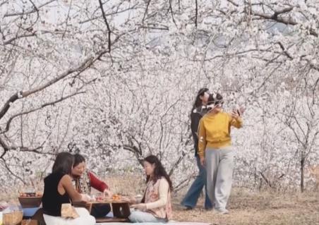 “賞花經(jīng)濟(jì)”激活新消費(fèi)場(chǎng)景 “農(nóng)文旅”融合讓特色產(chǎn)業(yè)成為鄉(xiāng)村振興新引擎