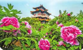 四年四更主題，洛陽牡丹文化節(jié)迭新為了什么？