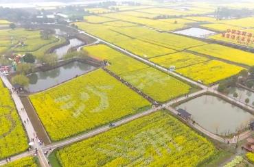 中國(guó)菜籽油之鄉(xiāng)迎客來(lái) 2026年湖北省油菜花節(jié)在沙洋啟幕