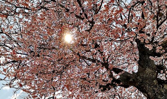 “賞花+”成春日經(jīng)濟關(guān)鍵詞 各地文旅解鎖“花式”新玩法