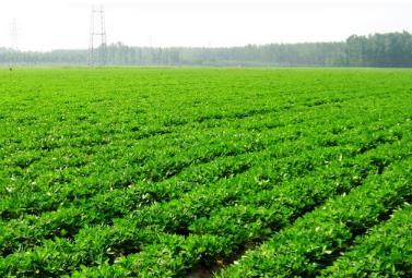 “中國(guó)花生之鄉(xiāng)”莒南 加工出口貿(mào)易量穩(wěn)居全國(guó)縣域第一