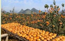 廣西桂林：標(biāo)準(zhǔn)體系助推“小柿子”做成“大產(chǎn)業(yè)”