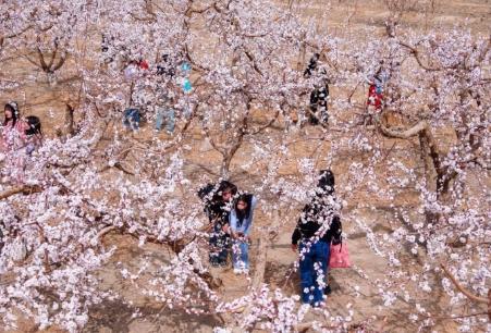 花海漫天山，藏著新疆文旅的“流量密碼”