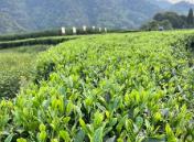 福建省發(fā)布全國(guó)首個(gè)“三茶”統(tǒng)籌標(biāo)準(zhǔn)體系