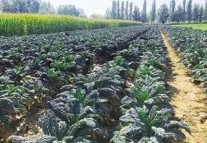 農(nóng)牧業(yè)大區(qū)內(nèi)蒙古實(shí)施冷涼蔬菜強(qiáng)基工程