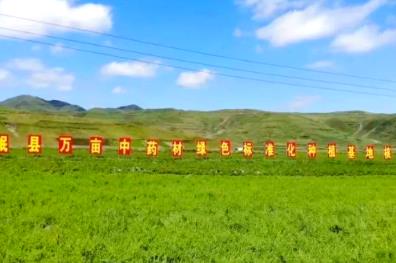 “中國(guó)當(dāng)歸之鄉(xiāng)”岷縣中藥材產(chǎn)業(yè)振興引發(fā)“歸雁效應(yīng)”