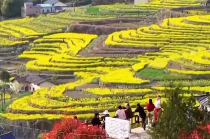 “鄉(xiāng)村美景+農(nóng)家生活”沉浸式賞花引客來 村民在家門口吃上“旅游飯”