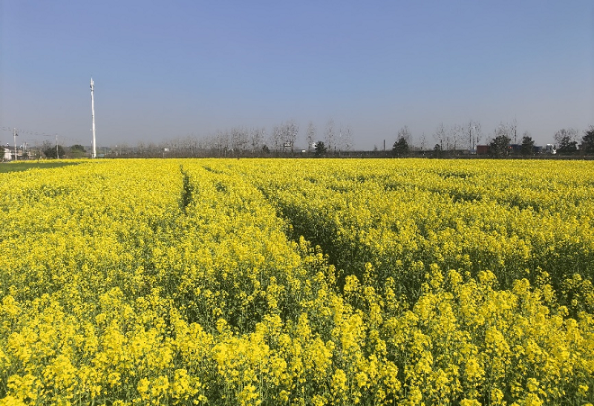 從花田到心田 中國人壽為“春日經(jīng)濟(jì)”護(hù)航添彩