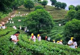 福建發(fā)布地方標準《茶文化研學(xué)旅行基地建設(shè)要求》