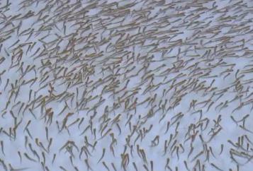 探訪“中國鰉魚之鄉(xiāng)”同江：大麻哈魚魚苗每天六餐 鰉魚入住“智能江景房”