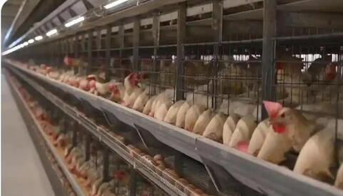 河北曲周縣蛋雞全產(chǎn)業(yè)鏈產(chǎn)值突破110億元