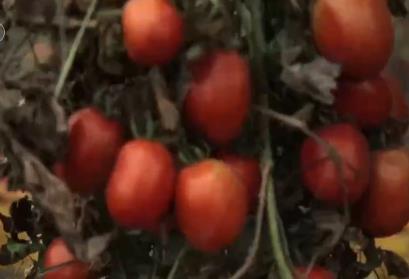 市場(chǎng)監(jiān)管總局：番茄紅素?cái)M被納入保健食品原料目錄