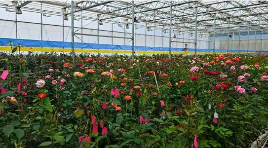 云南省楚雄市：黨建賦能花卉興農(nóng)富民高質(zhì)量發(fā)展